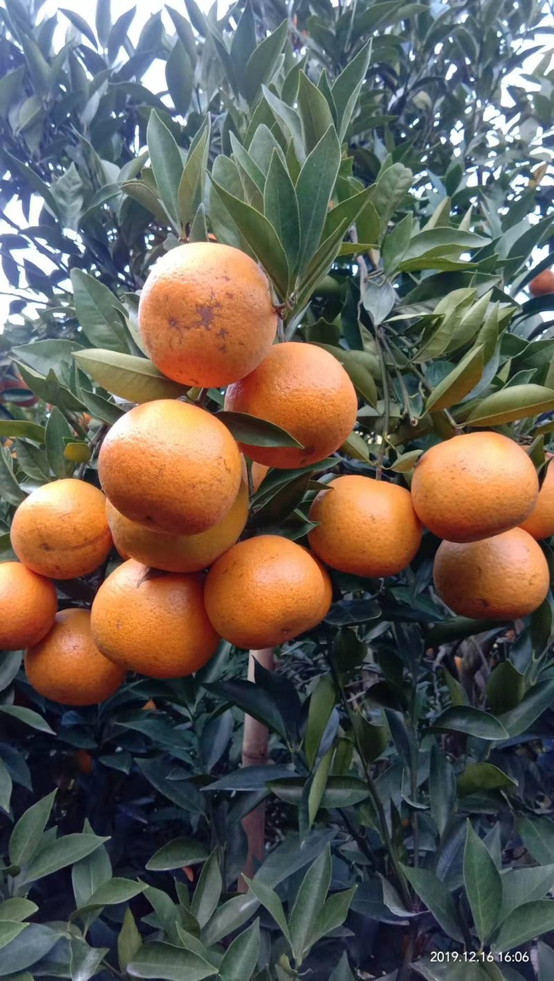 牛奶枣