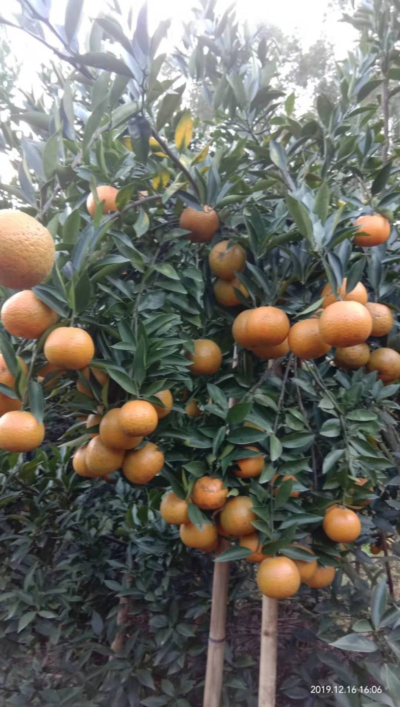 牛奶枣