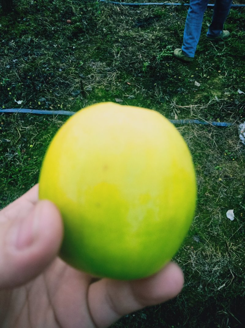 牛奶枣