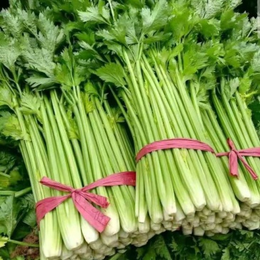 芹菜，西芹，法国皇后大量供应质量好，价格便宜。