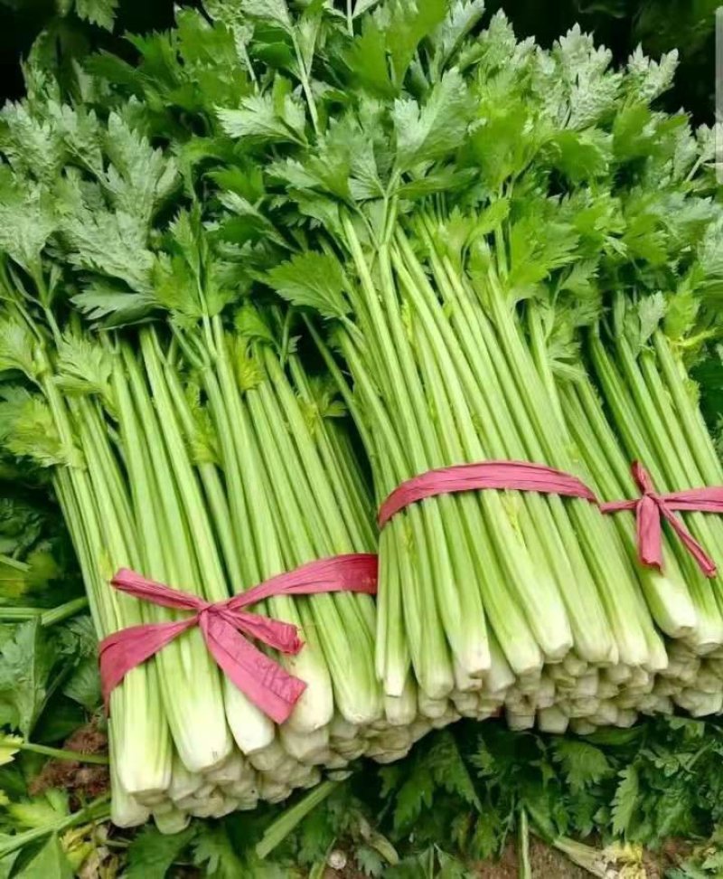 芹菜，西芹，法国皇后大量供应质量好，价格便宜。
