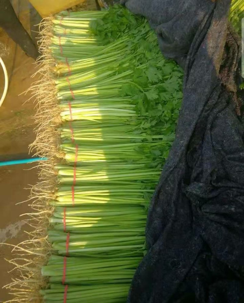 芹菜，西芹，法国皇后大量供应质量好，价格便宜。