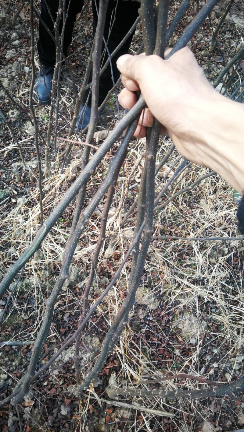 花椒苗，大红袍无刺花椒苗，南北种植，基地直销，量大质量好