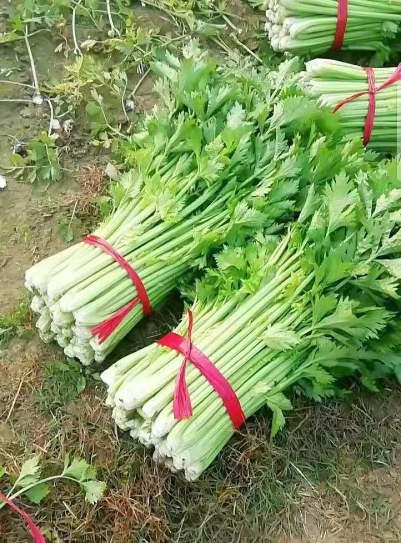 芹菜，西芹，法国皇后大量供应质量好，价格便宜。