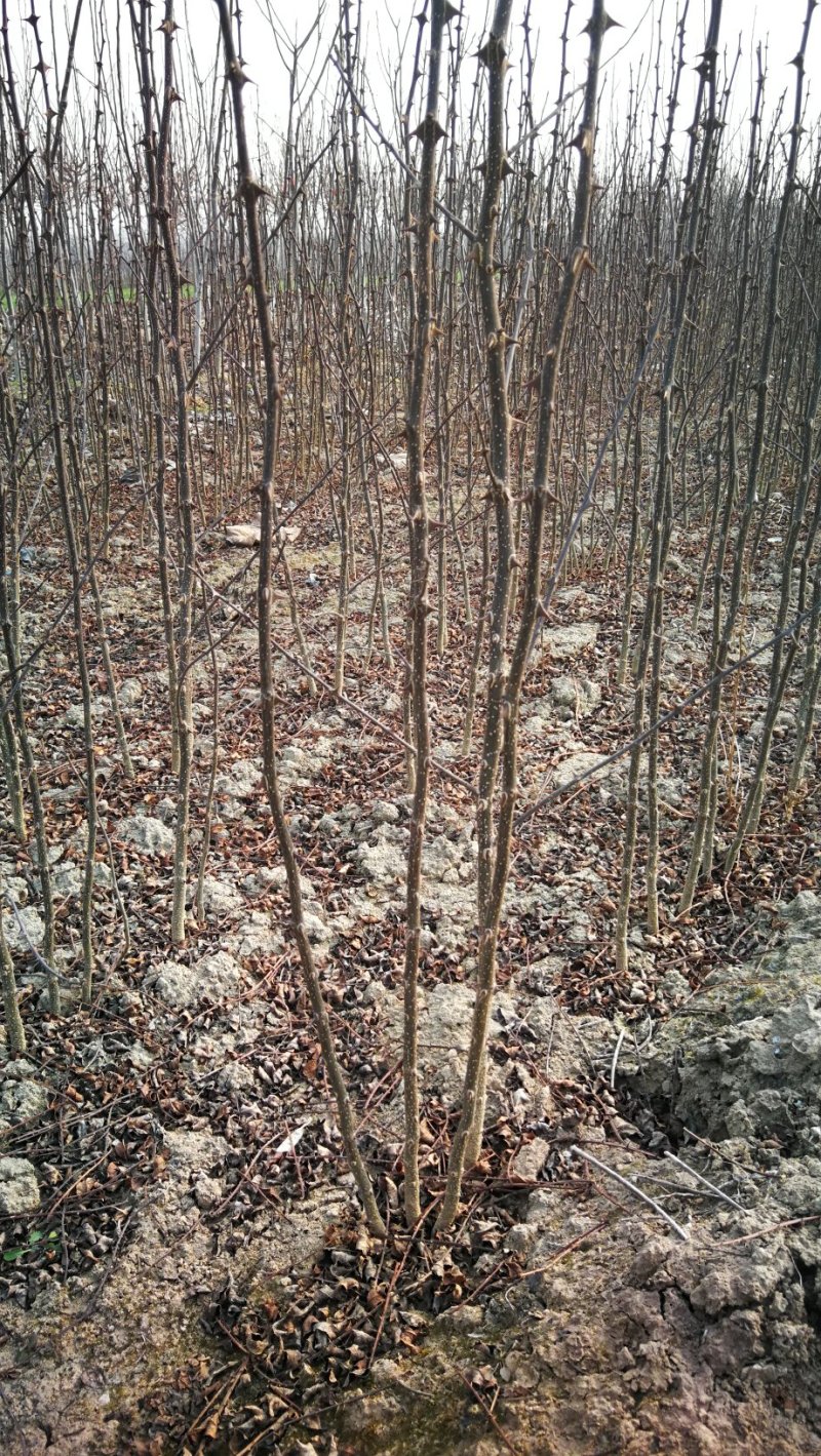 花椒苗，大红袍无刺花椒苗，南北种植，基地直销，量大质量好