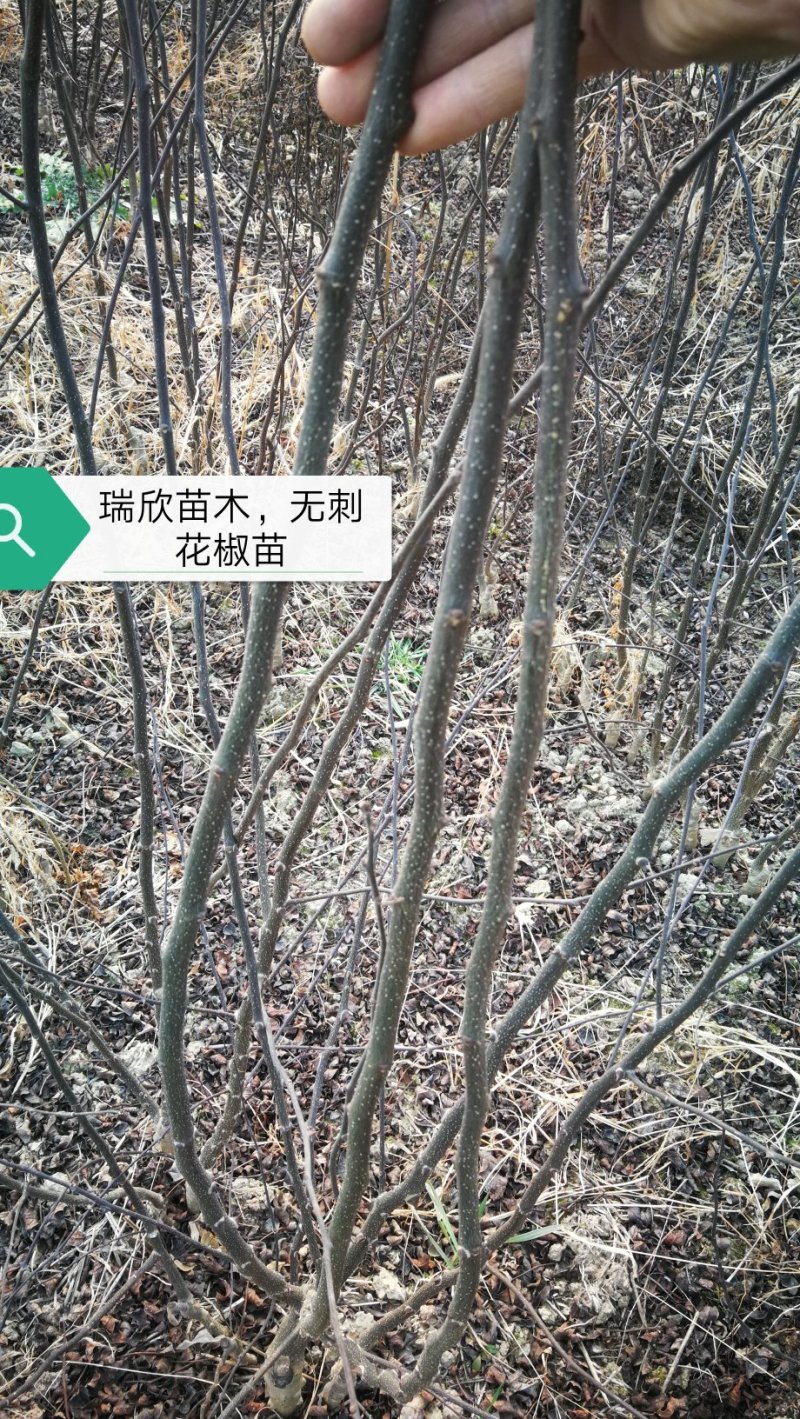 花椒苗，大红袍无刺花椒苗，南北种植，基地直销，量大质量好