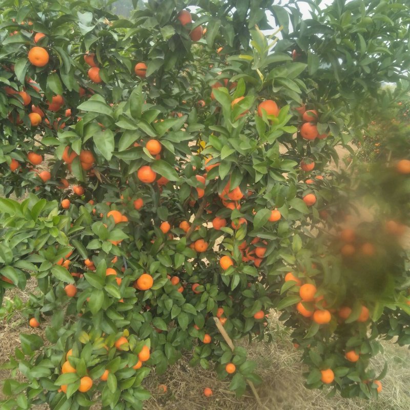 沙糖桔