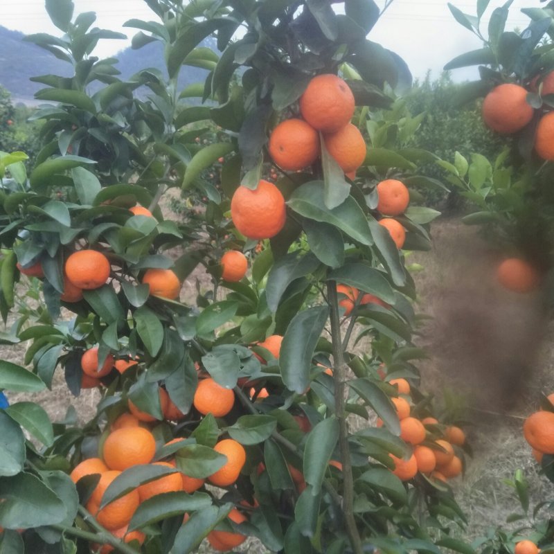 沙糖桔