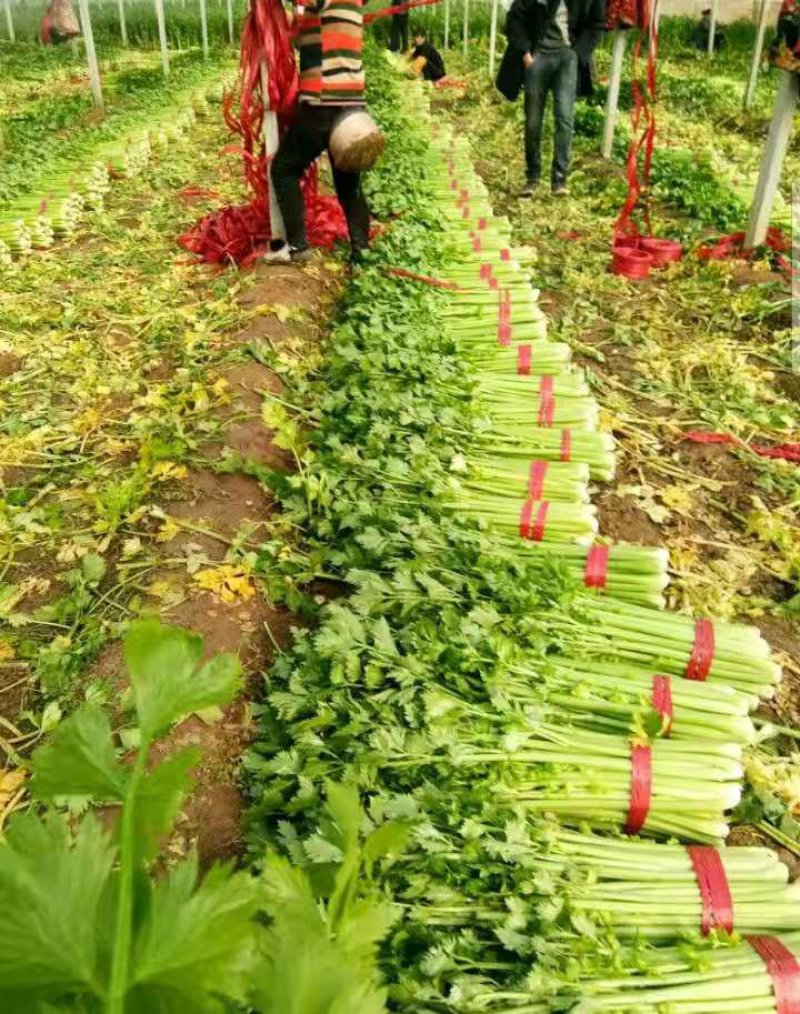 芹菜，西芹，法国皇后杆直叶青大量供应欢迎咨询。