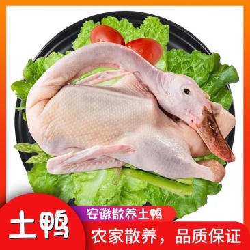 大厂直销麻鸭，白条鸭，全鸭带爪带翅，规格齐全