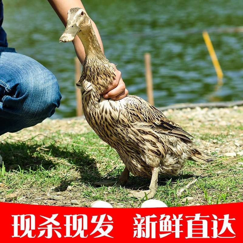 大厂直销麻鸭，白条鸭，全鸭带爪带翅，规格齐全