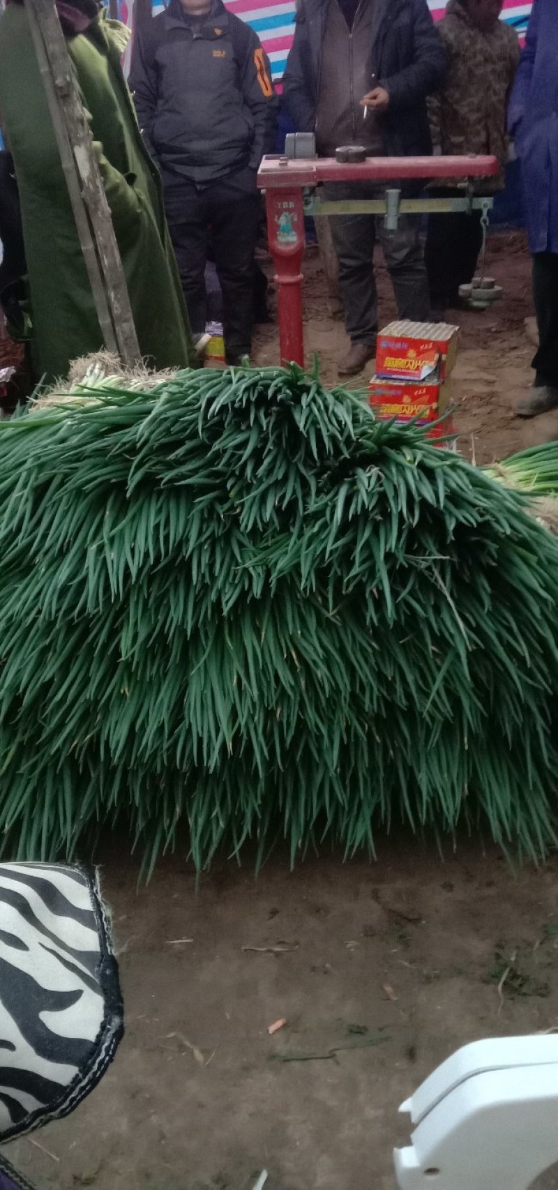 分葱大葱净葱产地直供，可加工出口，走市场批发零售