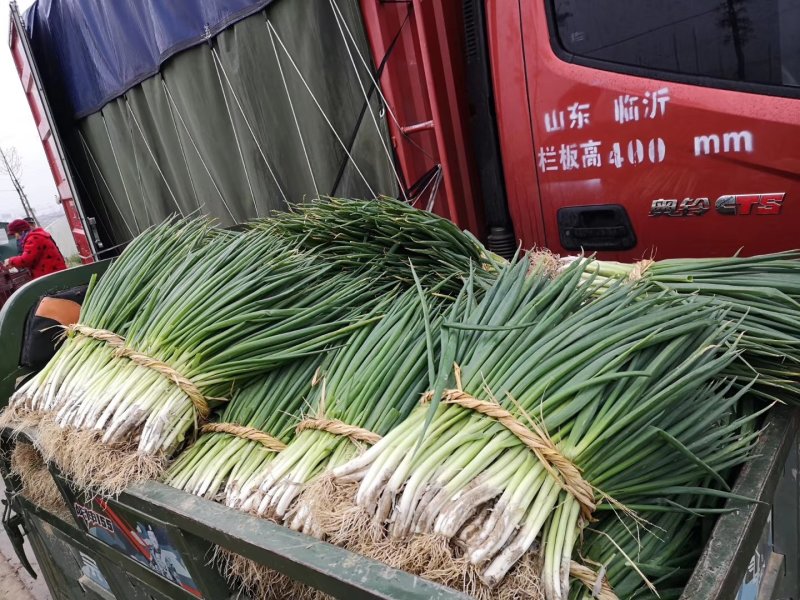 阜南分葱大葱产地，质量好价格便宜现大量上市