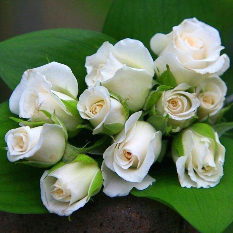 白玫瑰玫瑰花苗【坦尼克】白色切花灌木月季苗