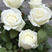 白玫瑰玫瑰花苗【坦尼克】白色切花灌木月季苗