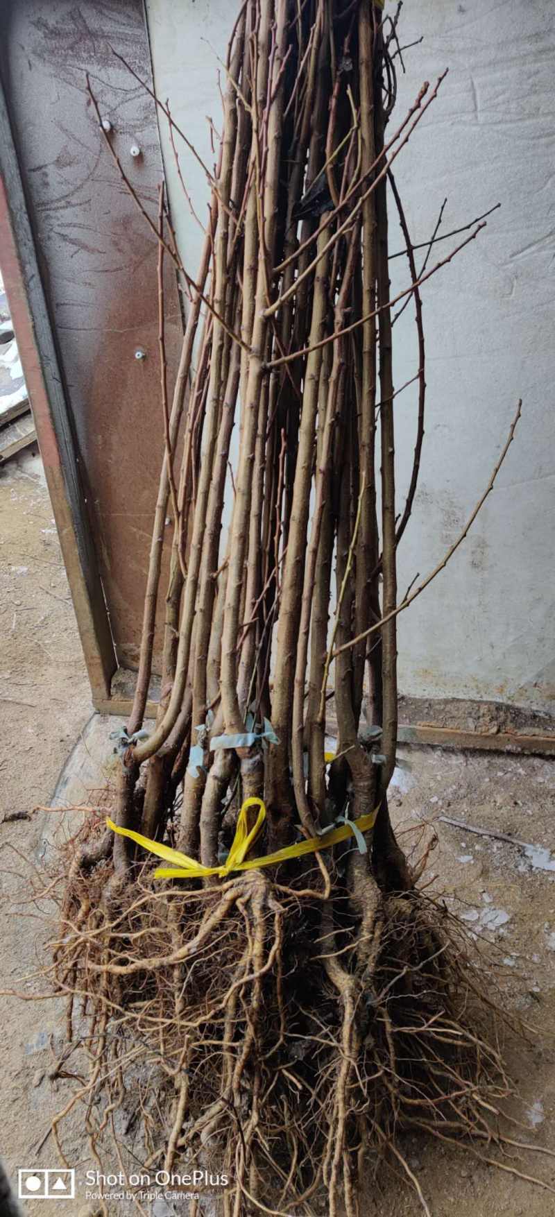 黄金蜜李子苗辽宁早熟李子苗品种口感好，糖度高