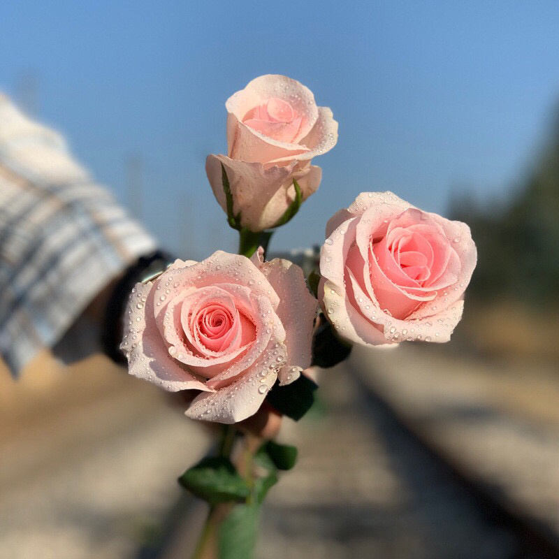粉佳人粉玫瑰花苗带花苞花卉观花绿植物大花浓香月季阳台