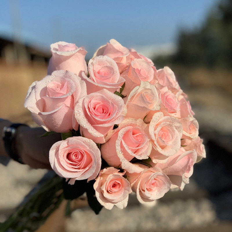 粉佳人粉玫瑰花苗带花苞花卉观花绿植物大花浓香月季阳台