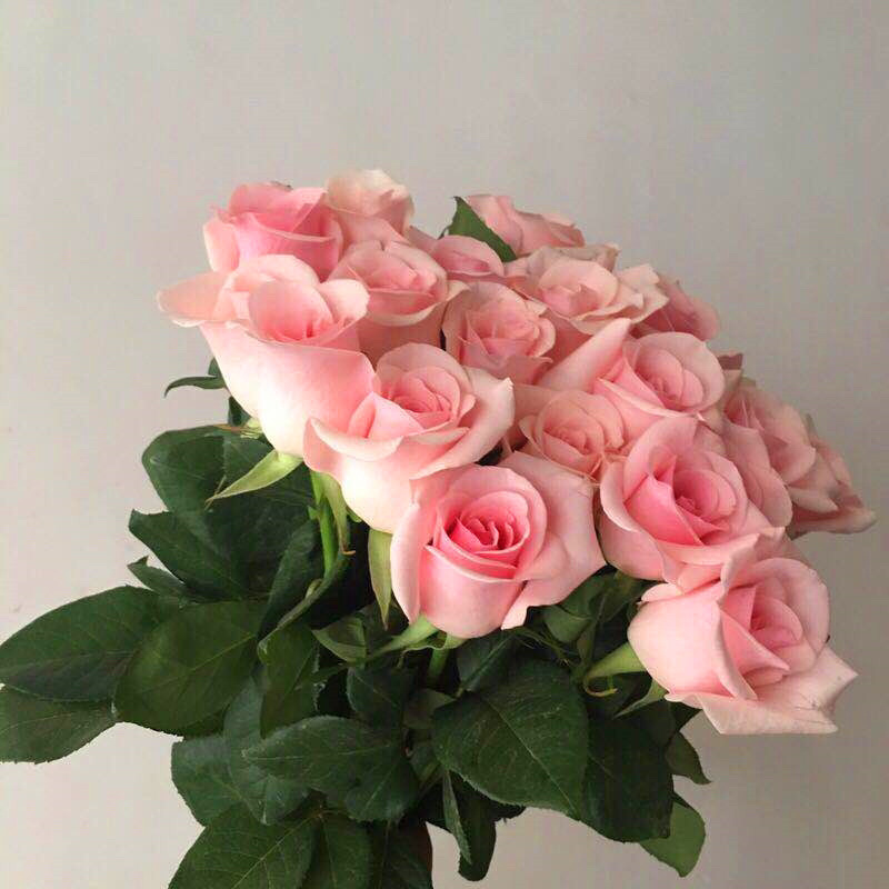 粉佳人粉玫瑰花苗带花苞花卉观花绿植物大花浓香月季阳台