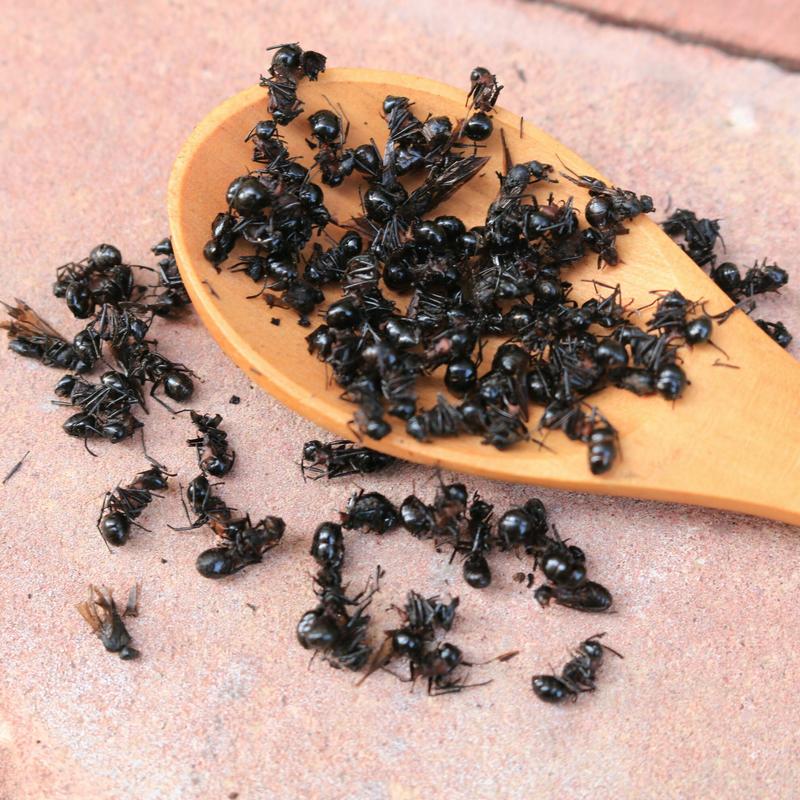 黑蚂蚁蚂蚁黑蚂蚁一公斤起批