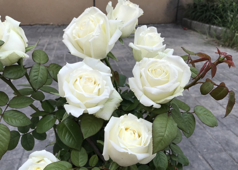 白玫瑰玫瑰花苗【坦尼克】白色切花灌木月季苗