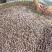 新货香榧子嵊州土特产送礼佳品无坏籽一件起批