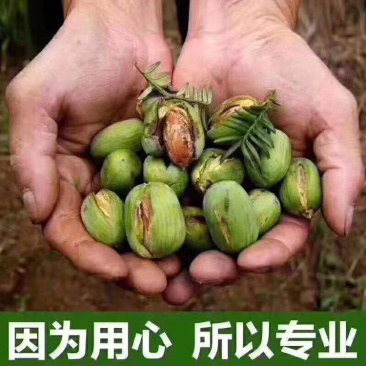 新货香榧子嵊州土特产送礼佳品无坏籽一件起批