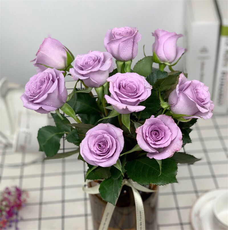 玫瑰花苗海洋之歌紫色切花玫瑰苗