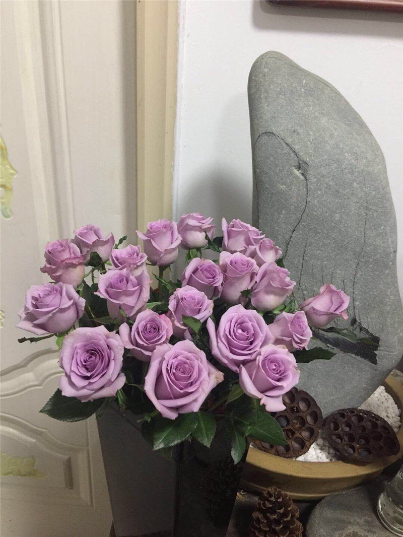玫瑰花苗海洋之歌紫色切花玫瑰苗