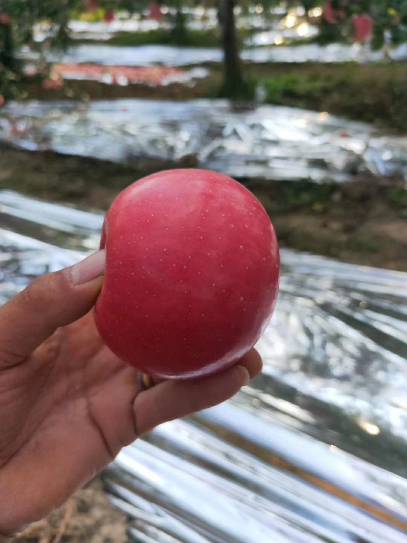 陕西淳化的红富士苹果已经开始上市接单了啊