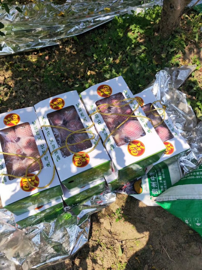 红富士苹果