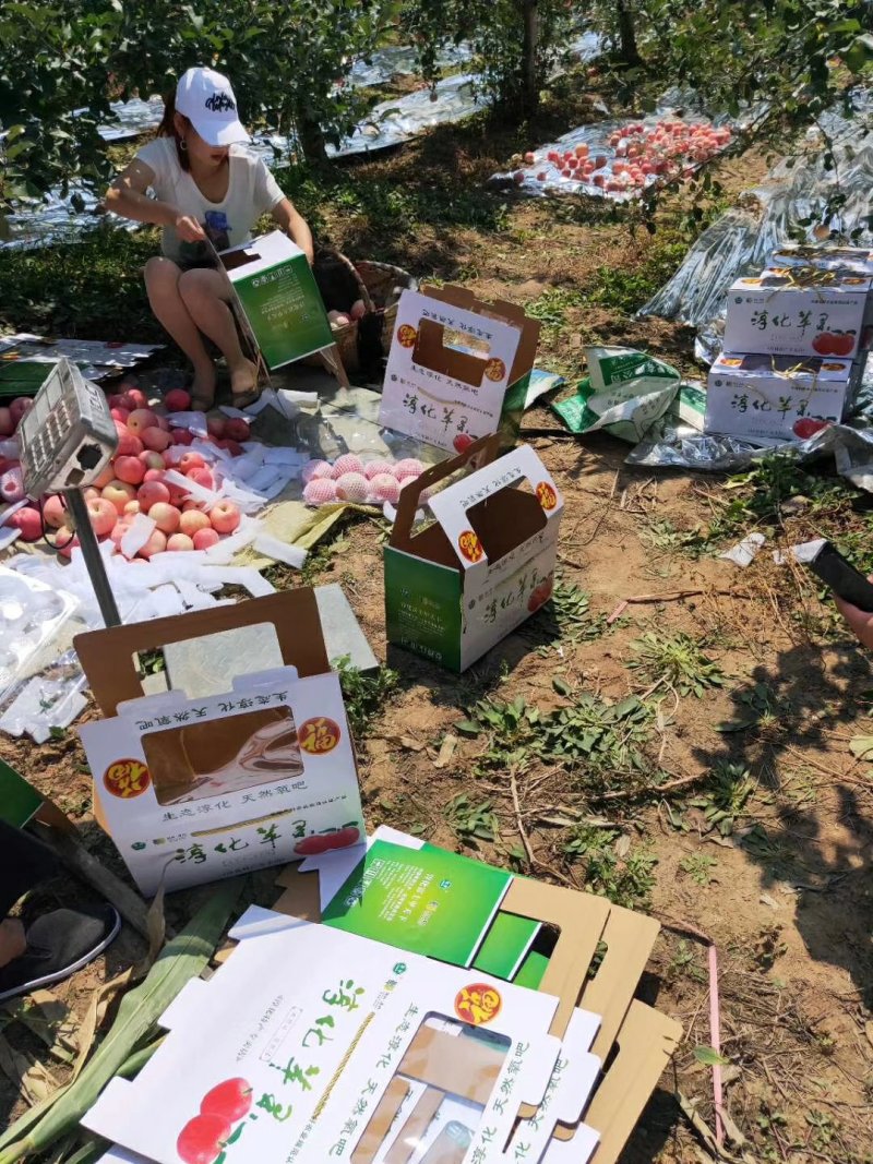 红富士苹果
