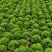 意大利生菜3两~4两大棚菜全年供应欢迎光临