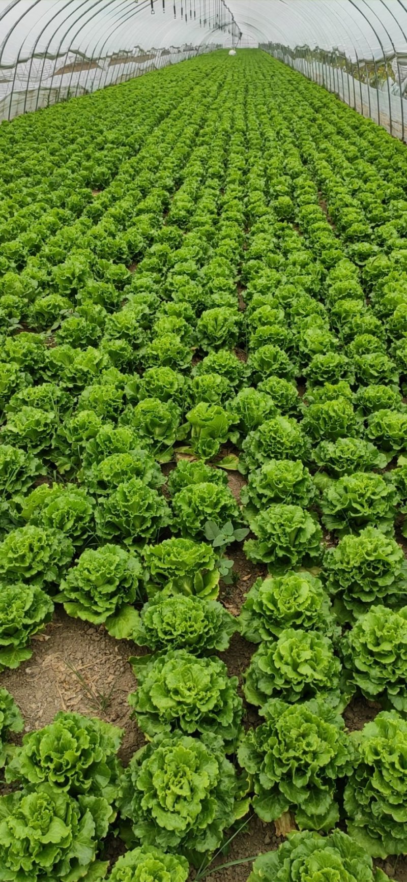 意大利生菜3两~4两大棚菜全年供应欢迎光临