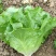 意大利生菜3两~4两大棚菜全年供应欢迎光临