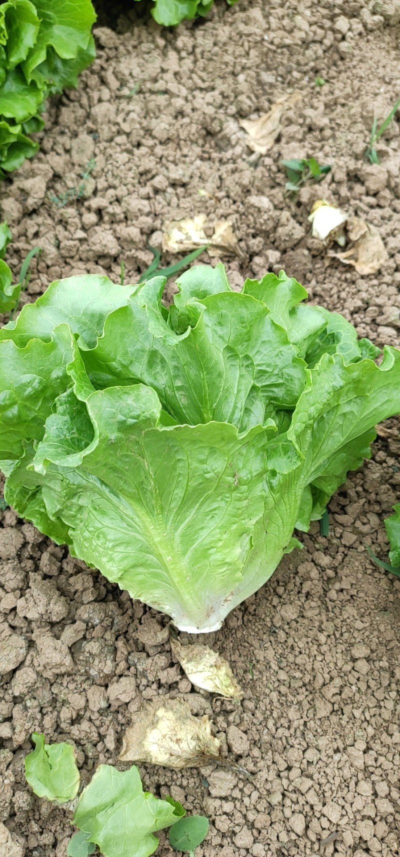 意大利生菜3两~4两大棚菜全年供应欢迎光临