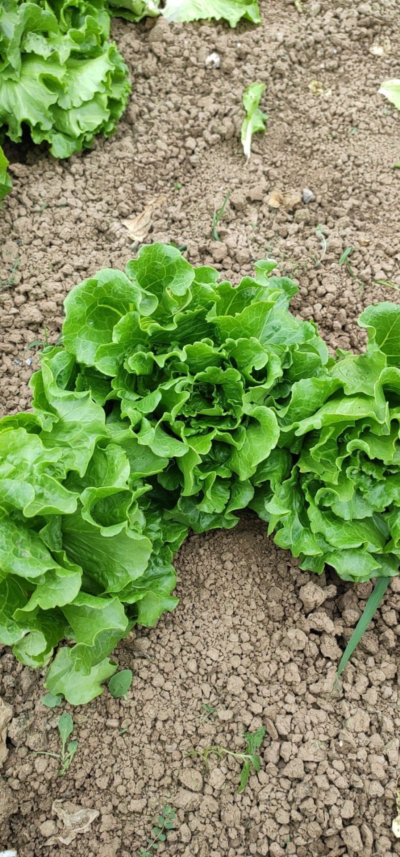 意大利生菜3两~4两大棚菜全年供应欢迎光临