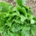 意大利生菜3两~4两大棚菜全年供应欢迎光临