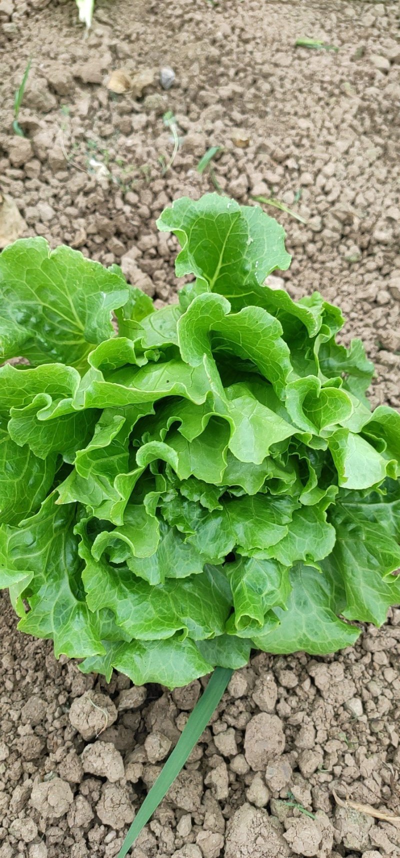 意大利生菜3两~4两大棚菜全年供应欢迎光临
