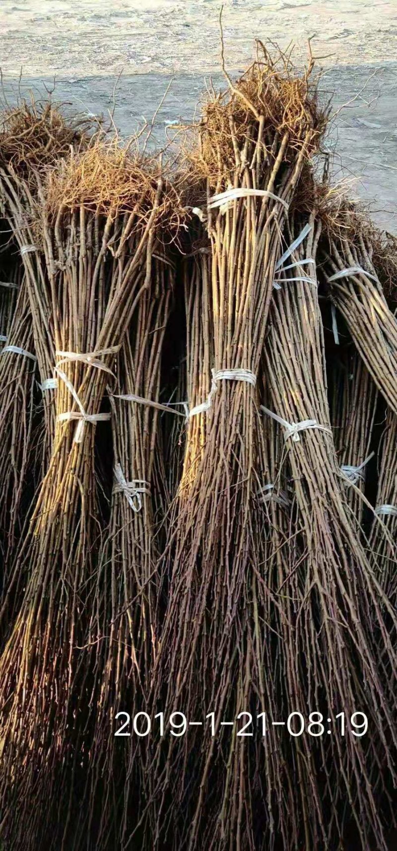 李子苗西梅女神蓝蜜理查德恐龙蛋味帝味厚风味玫瑰包纯度