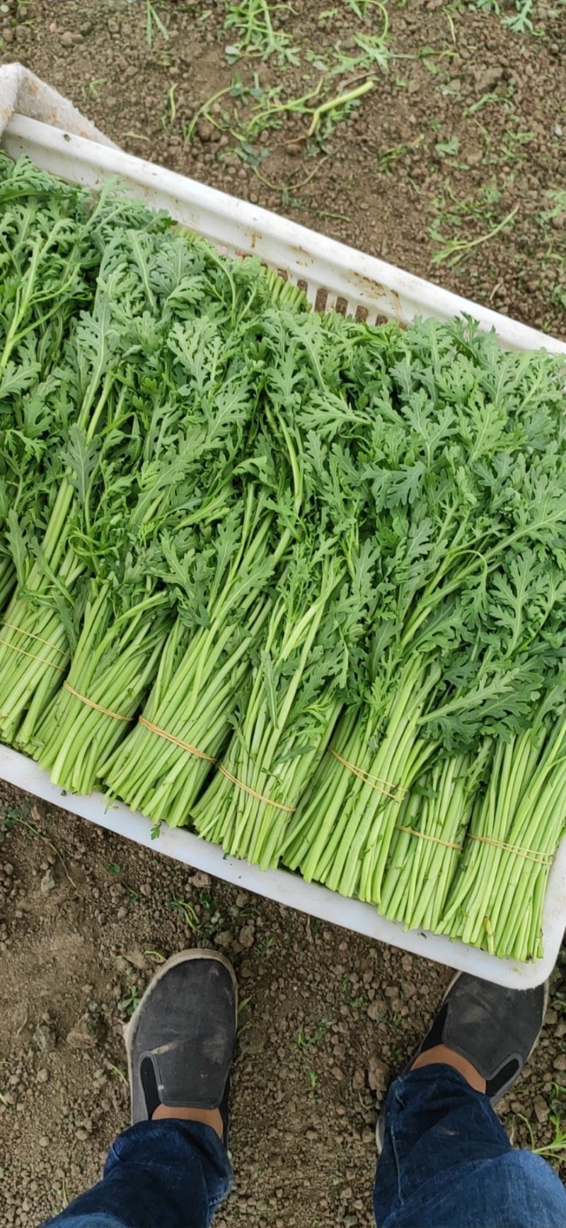 精品茼蒿全年供应大棚菜