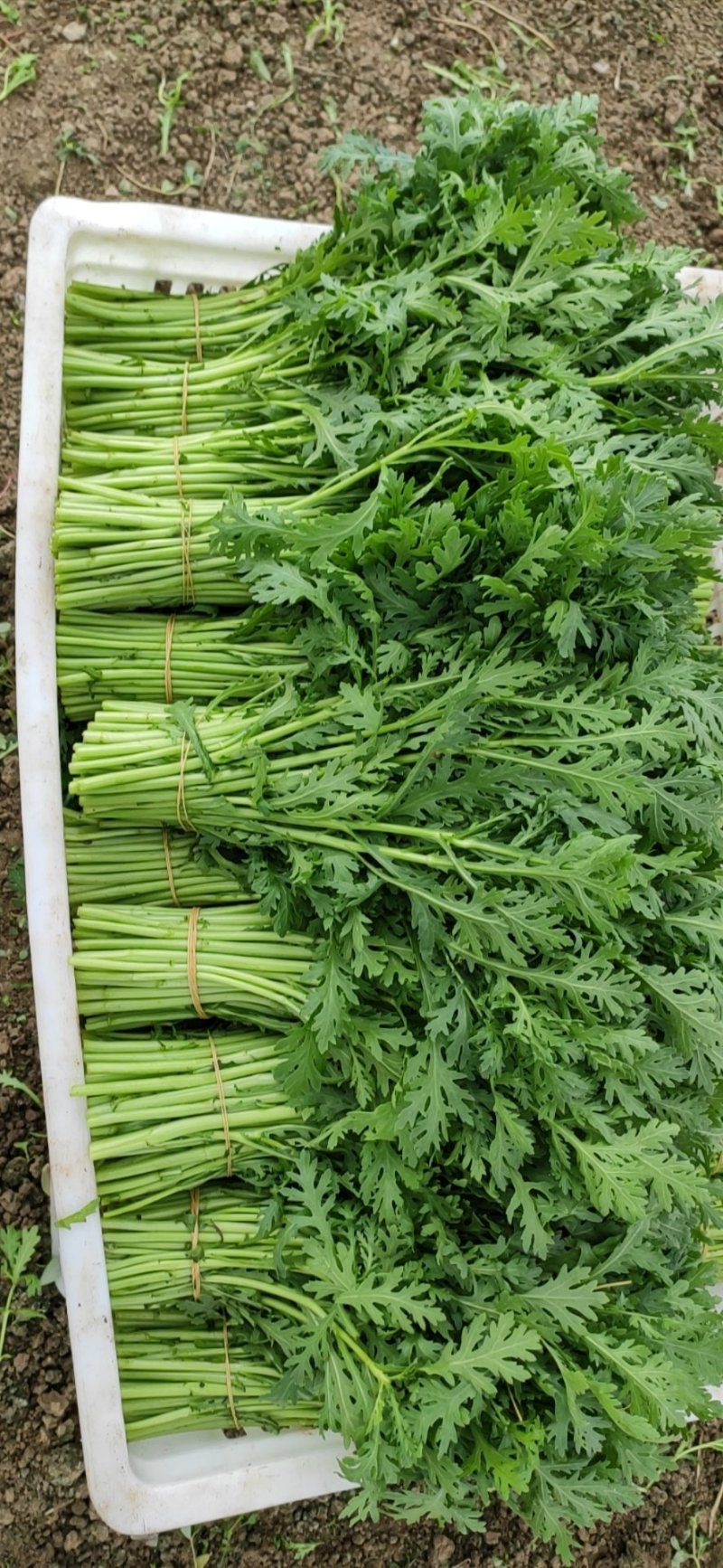 精品茼蒿全年供应大棚菜