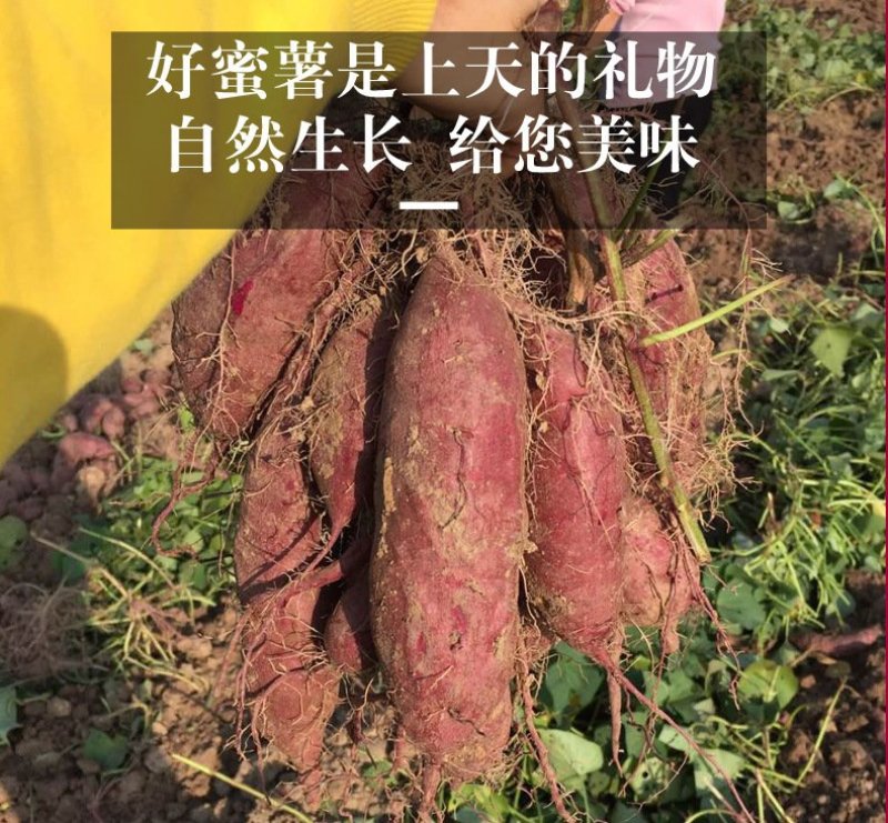 产地现挖福建六鳌红蜜薯新鲜沙地蜜薯番薯地瓜山芋5斤包邮