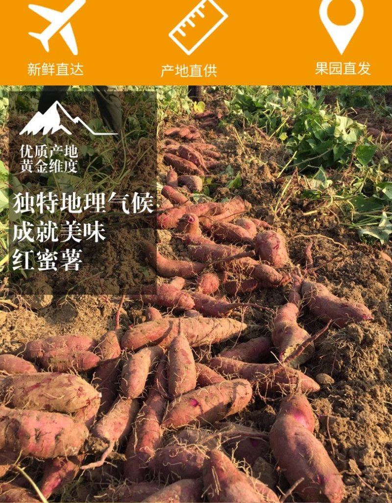产地现挖福建六鳌红蜜薯新鲜沙地蜜薯番薯地瓜山芋5斤包邮