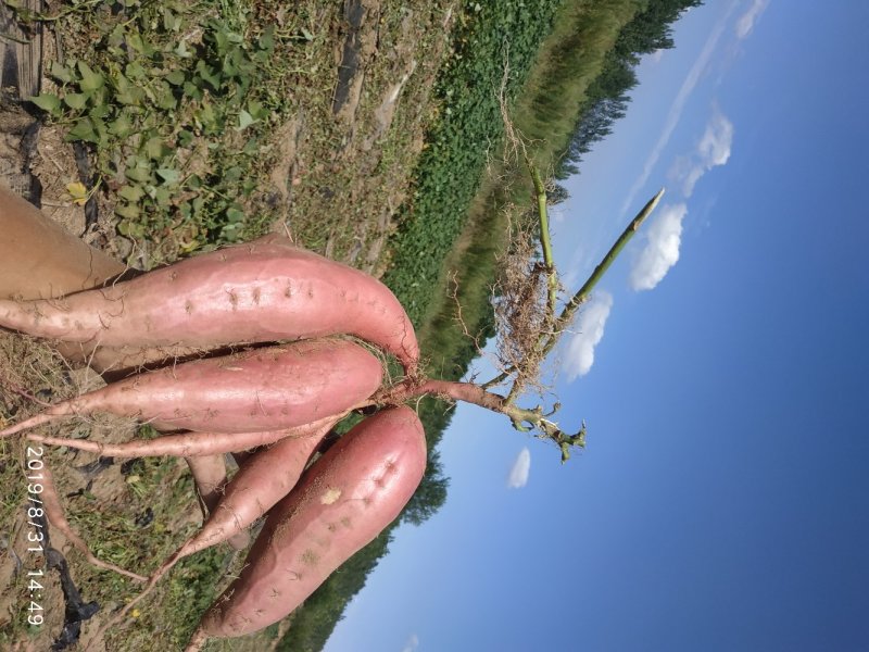 烟25种薯块