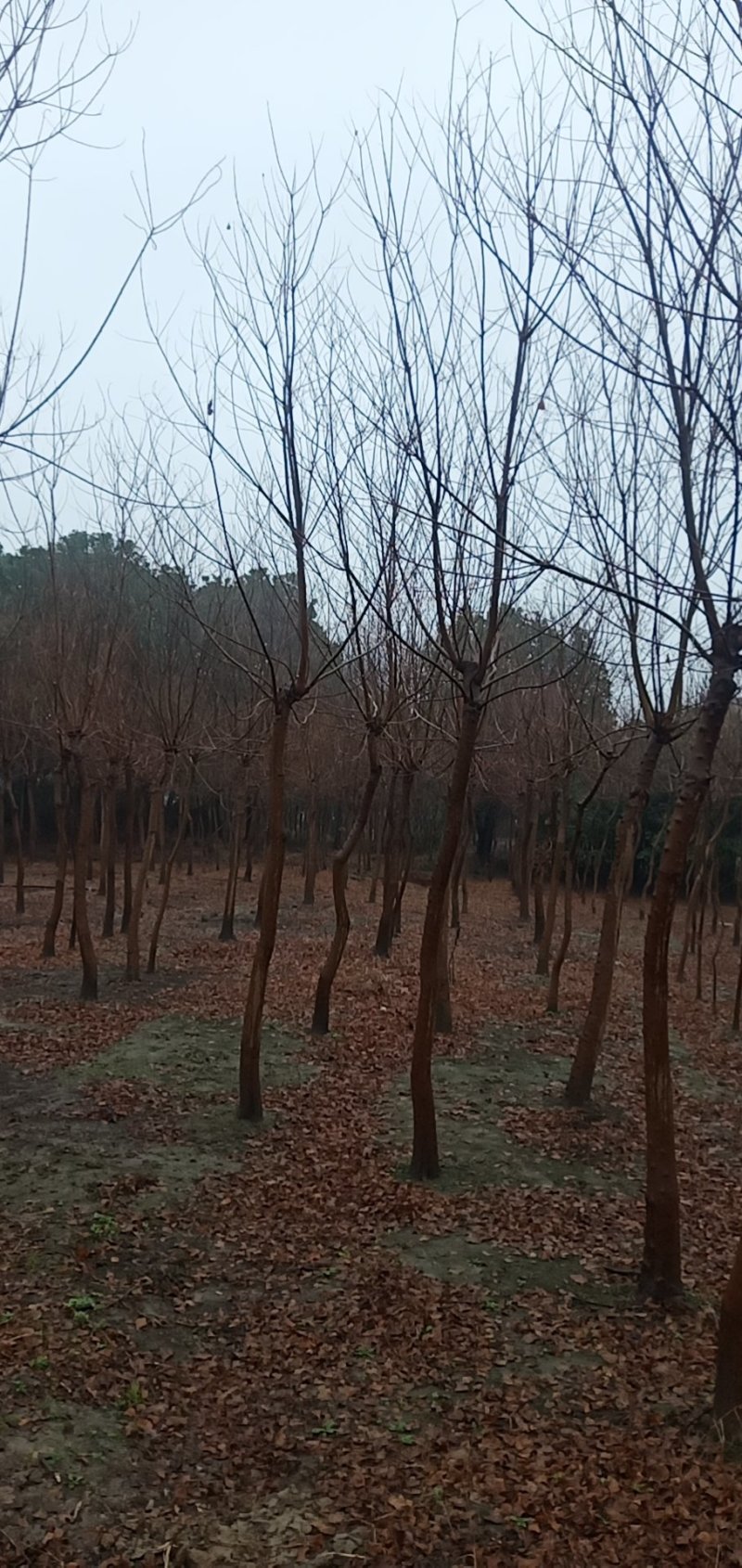 乌桕3-25公分，大量，另有小苗供应高度0.6-1.2米