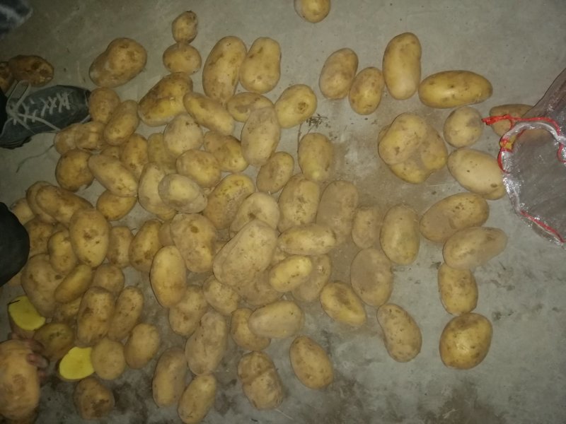 荷兰15土豆，三两通天，颜色好，个头大，货量充足，万亩基
