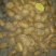 荷兰15土豆，三两通天，颜色好，个头大，货量充足，万亩基