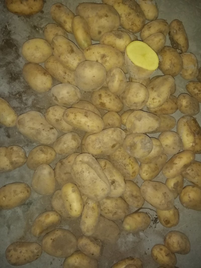 荷兰15土豆，三两通天，颜色好，个头大，货量充足，万亩基