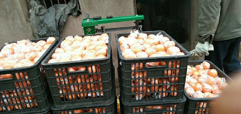 椪柑大量出售欢迎新老客户致电量大从优非诚勿